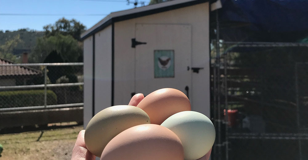 Building a New Chicken Coop