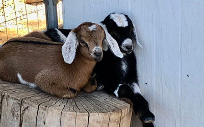 Surprise! We have two new goats today.