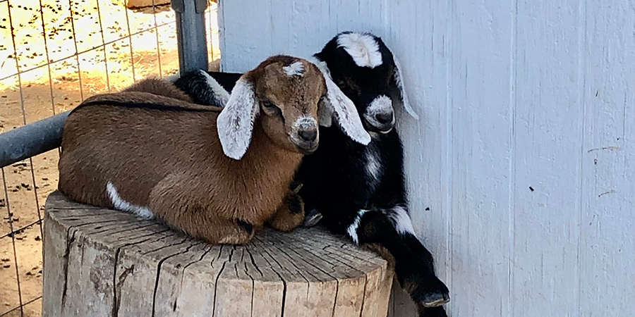 Surprise! We have two new goats today.