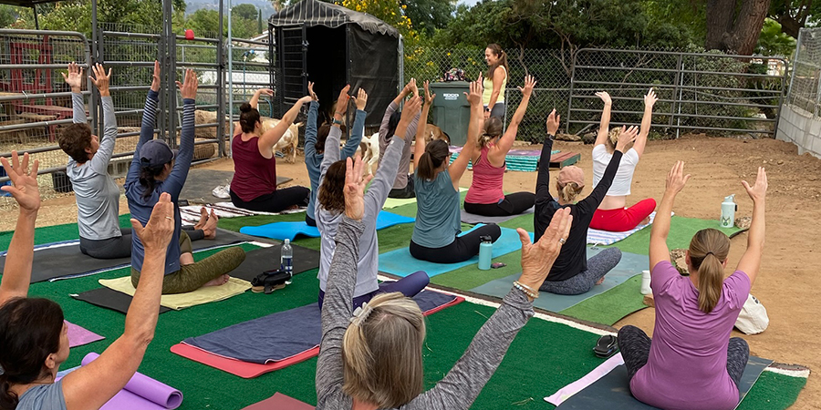 Our First Ever Goat Yoga Class